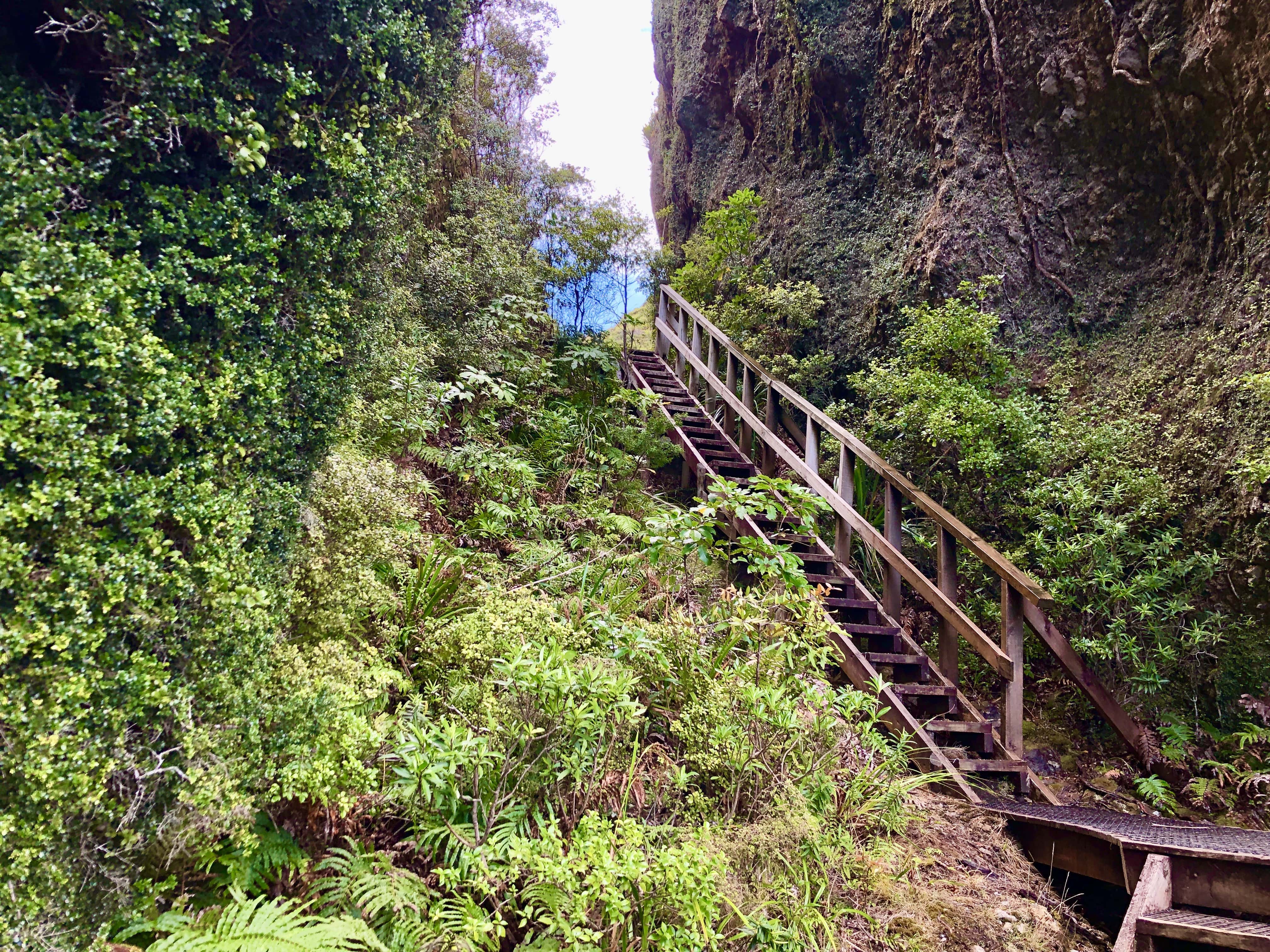 グレートバリア島　ウィンディキャニオン