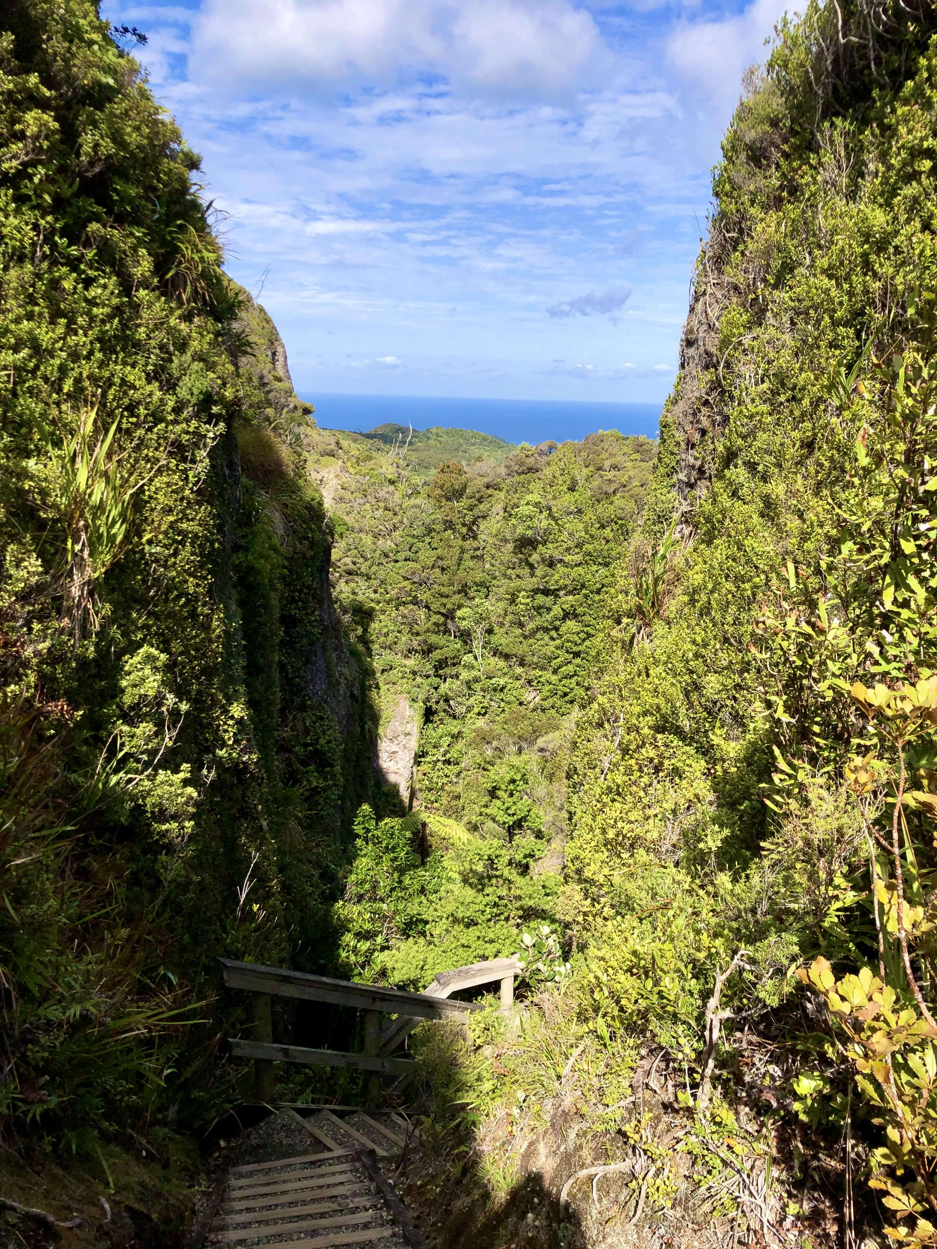 グレートバリア島　ウィンディキャニオン