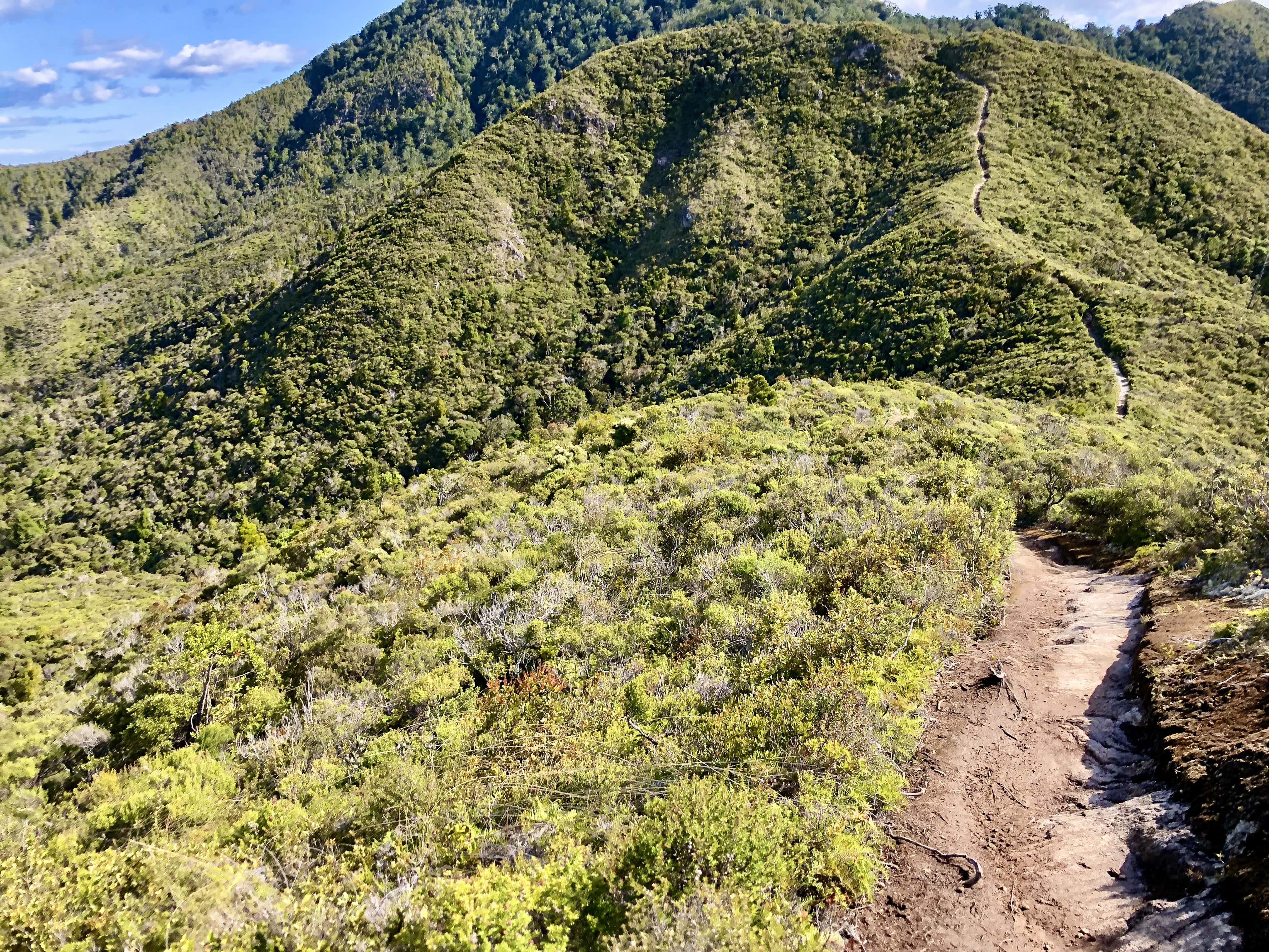 グレートバリア島　マウントホブソン