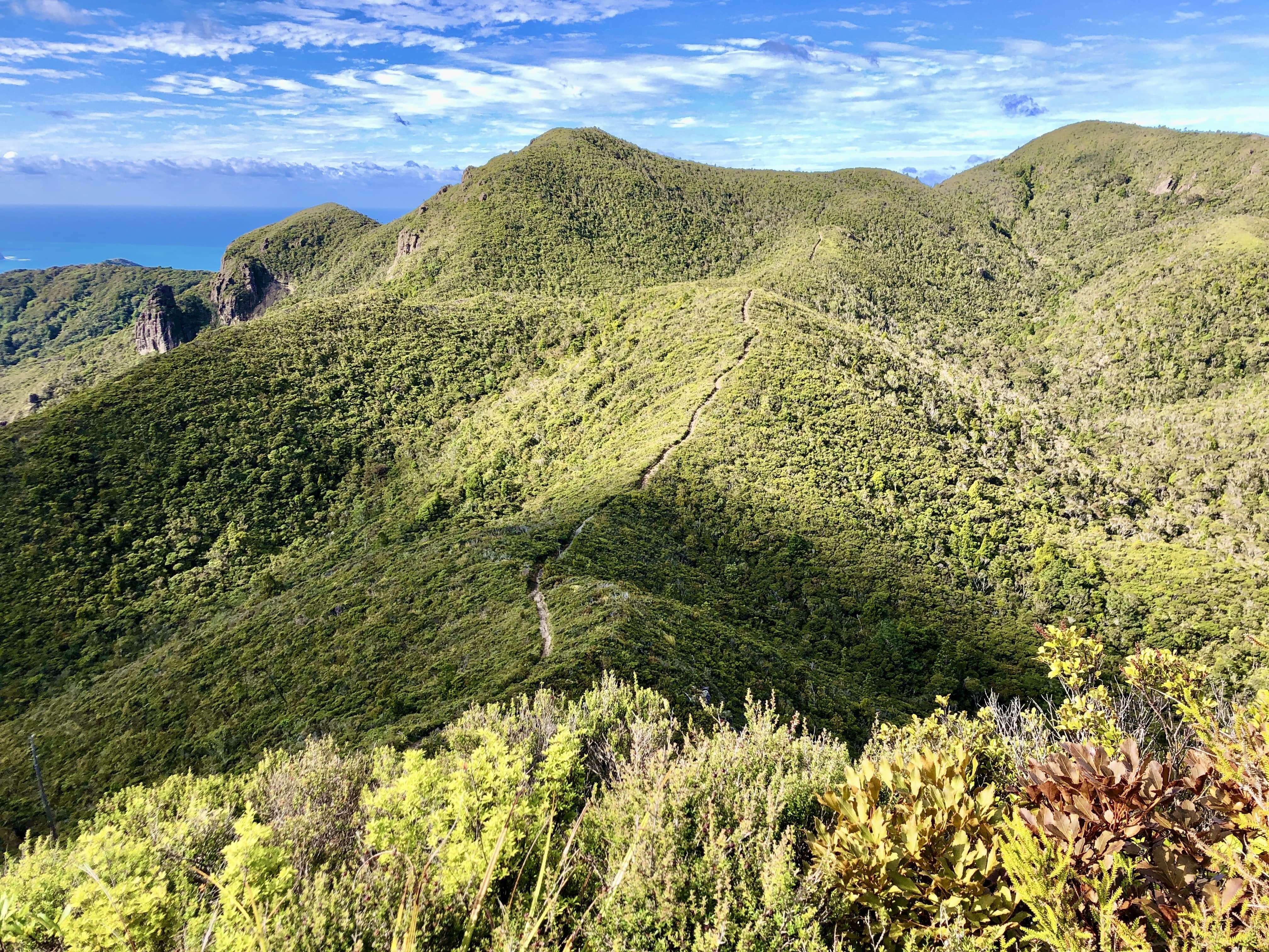 グレートバリア島　マウントホブソン